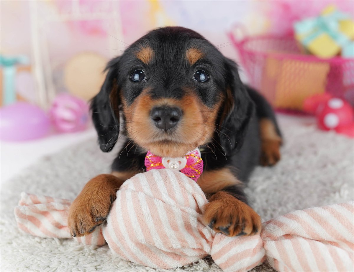 ミニチュア・ダックスフンド(ロング) | 女の子 | ブラック＆タン | 2026年2月15日（ID:dog-10007564）