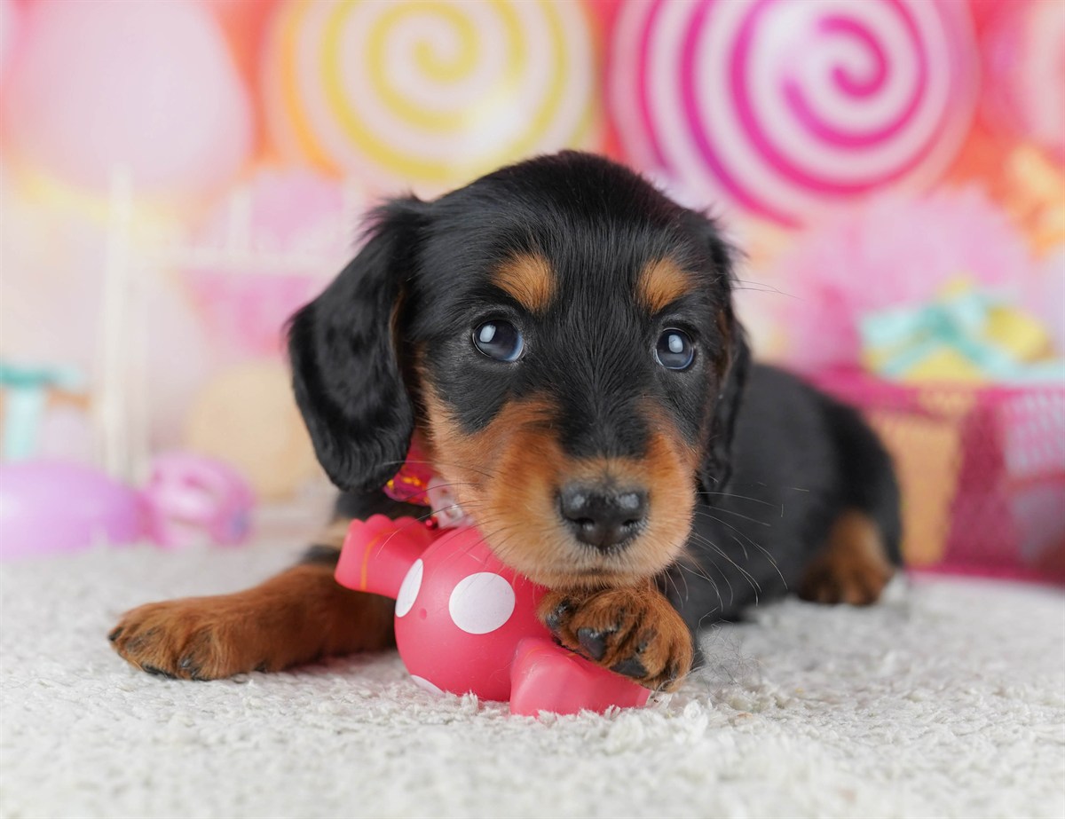 ミニチュア・ダックスフンド(ロング) | 女の子 | ブラック＆タン | 2026年2月15日（ID:dog-10007564）