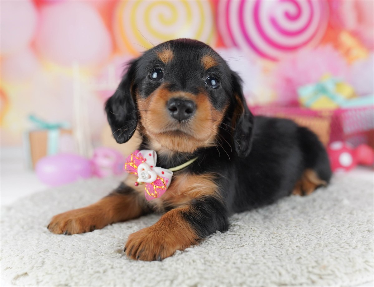 ミニチュア・ダックスフンド(ロング) | 女の子 | ブラック＆タン | 2026年2月15日（ID:dog-10007564）