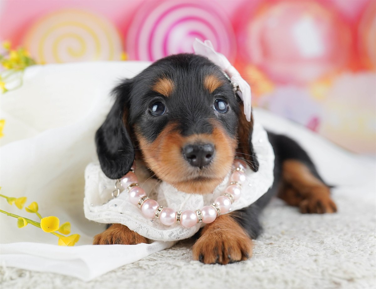 ミニチュア・ダックスフンド(ロング) | 女の子 | ブラック＆タン | 2026年2月15日（ID:dog-10007564）