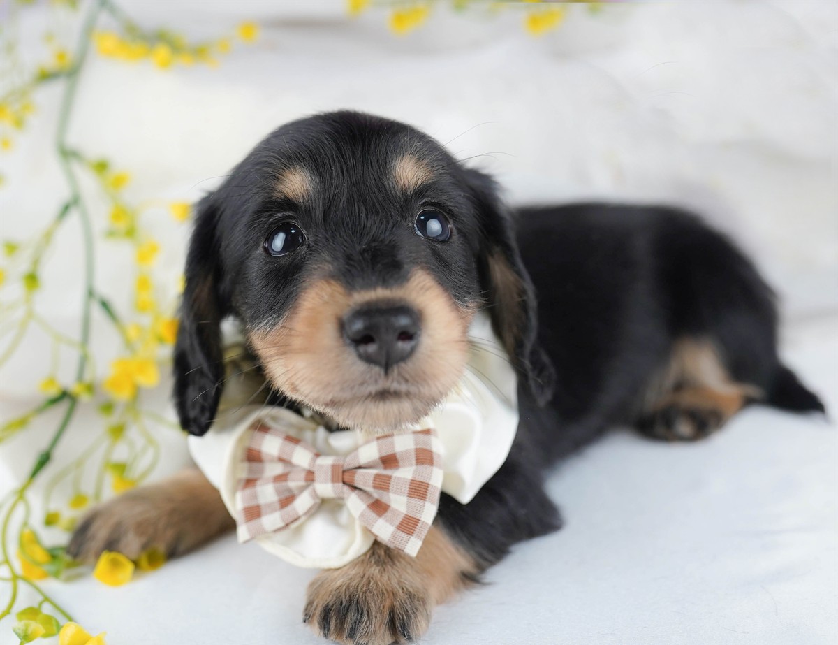 ミニチュア・ダックスフンド(ロング) | 男の子 | ブラック＆タン | 2026年2月15日（ID:dog-10007565）