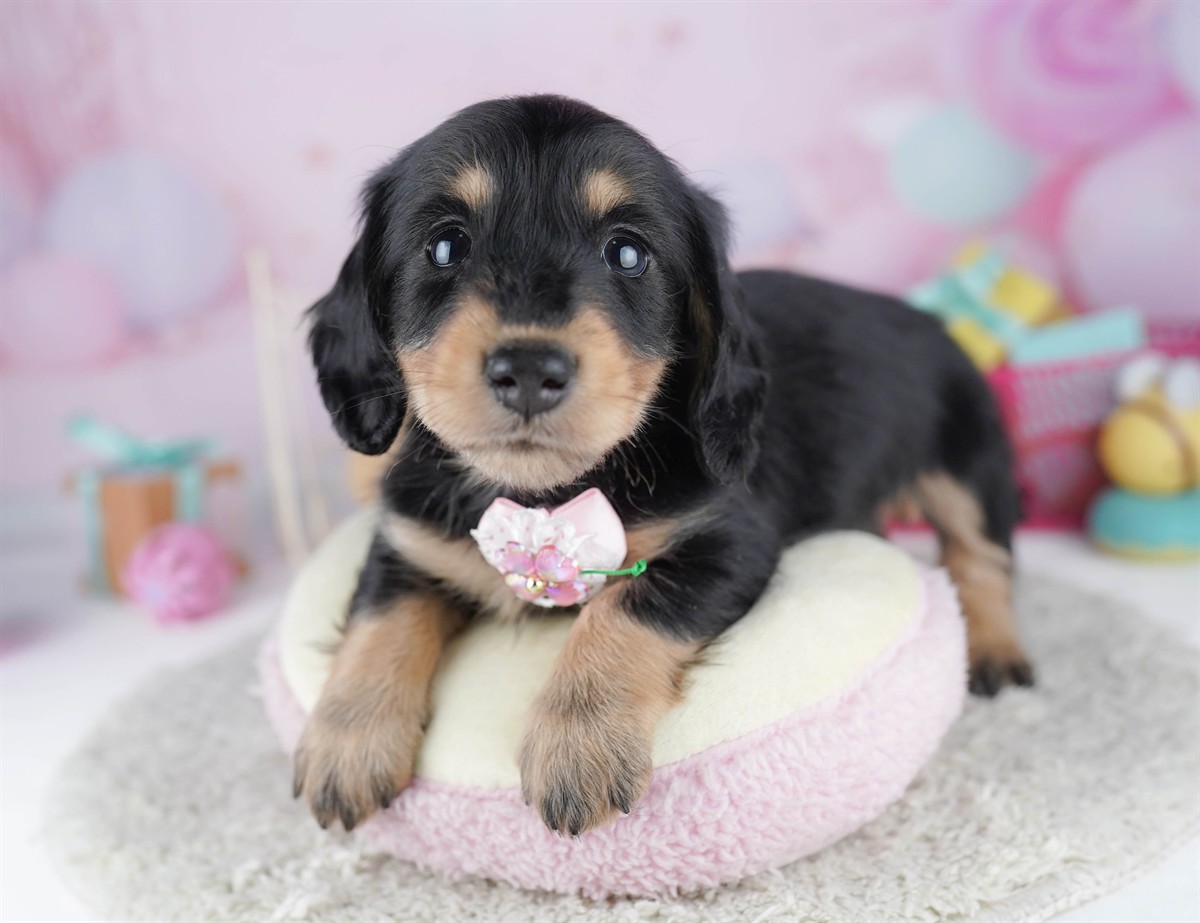 ミニチュア・ダックスフンド(ロング) | 男の子 | ブラック＆タン | 2026年2月15日（ID:dog-10007565）