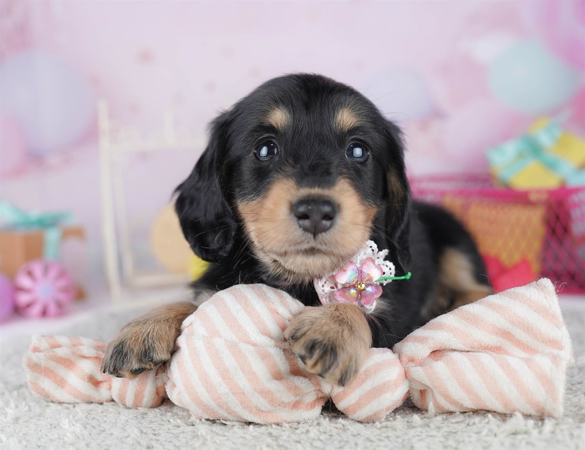 ミニチュア・ダックスフンド(ロング) | 男の子 | ブラック＆タン | 2026年2月15日（ID:dog-10007565）