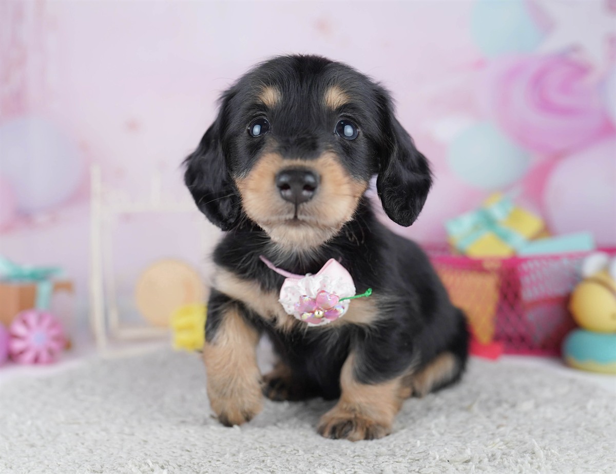 ミニチュア・ダックスフンド(ロング) | 男の子 | ブラック＆タン | 2026年2月15日（ID:dog-10007565）