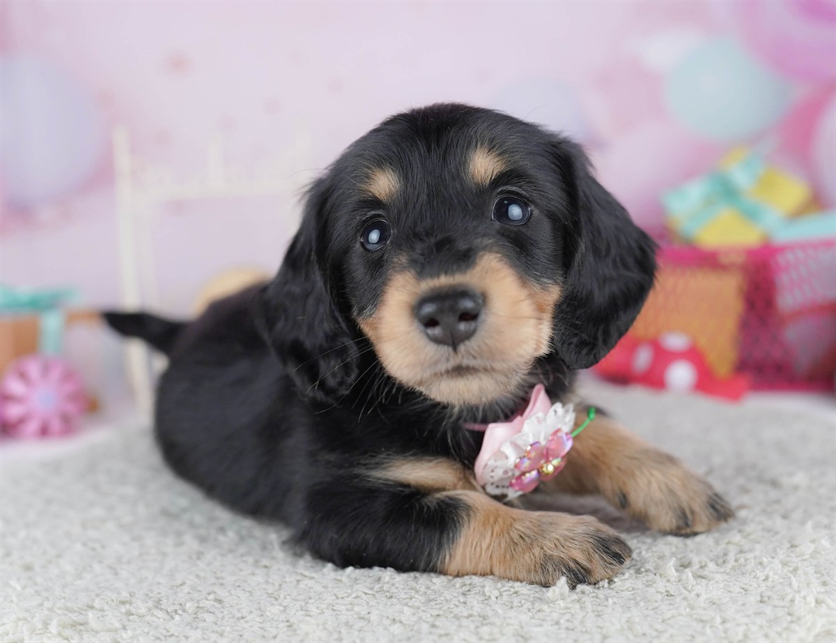 ミニチュア・ダックスフンド(ロング) | 男の子 | ブラック＆タン | 2026年2月15日（ID:dog-10007565）
