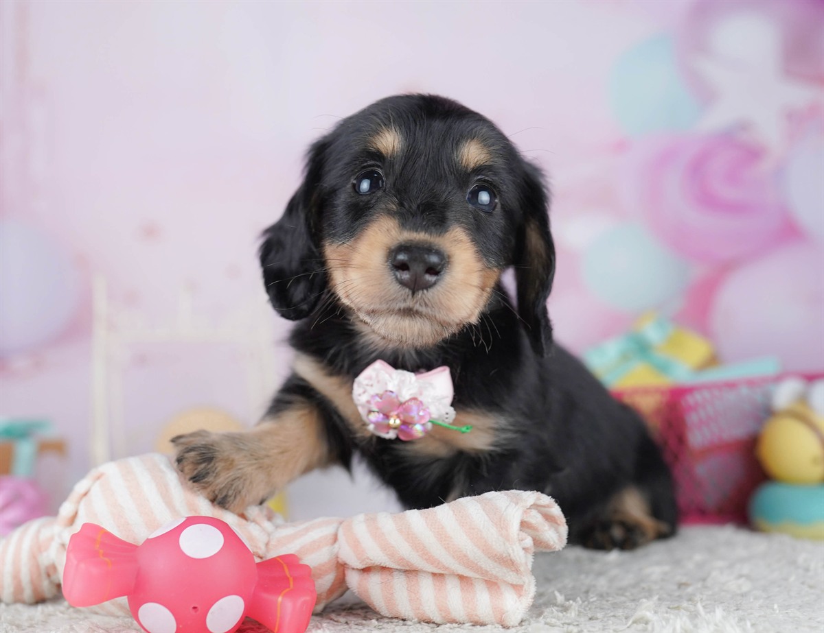 ミニチュア・ダックスフンド(ロング) | 男の子 | ブラック＆タン | 2026年2月15日（ID:dog-10007565）