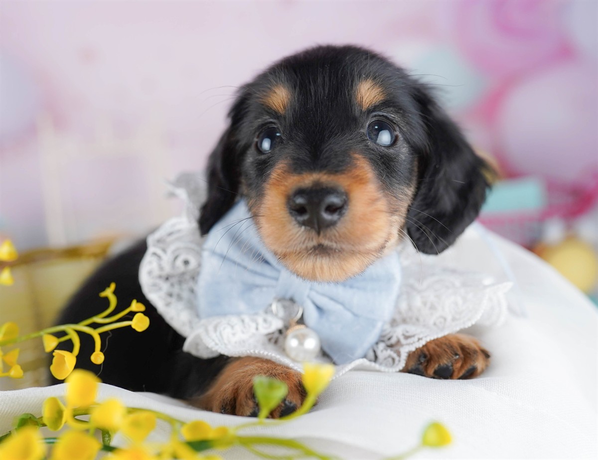 ミニチュア・ダックスフンド(ロング) | 男の子 | ブラック＆タン | 2026年2月15日（ID:dog-10007566）