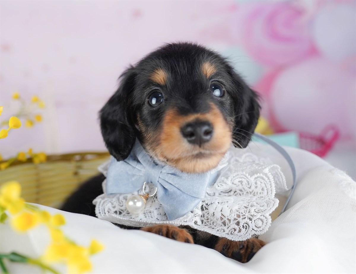 ミニチュア・ダックスフンド(ロング) | 男の子 | ブラック＆タン | 2026年2月15日（ID:dog-10007566）