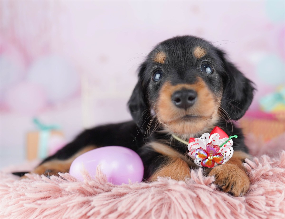 ミニチュア・ダックスフンド(ロング) | 男の子 | ブラック＆タン | 2026年2月15日（ID:dog-10007566）