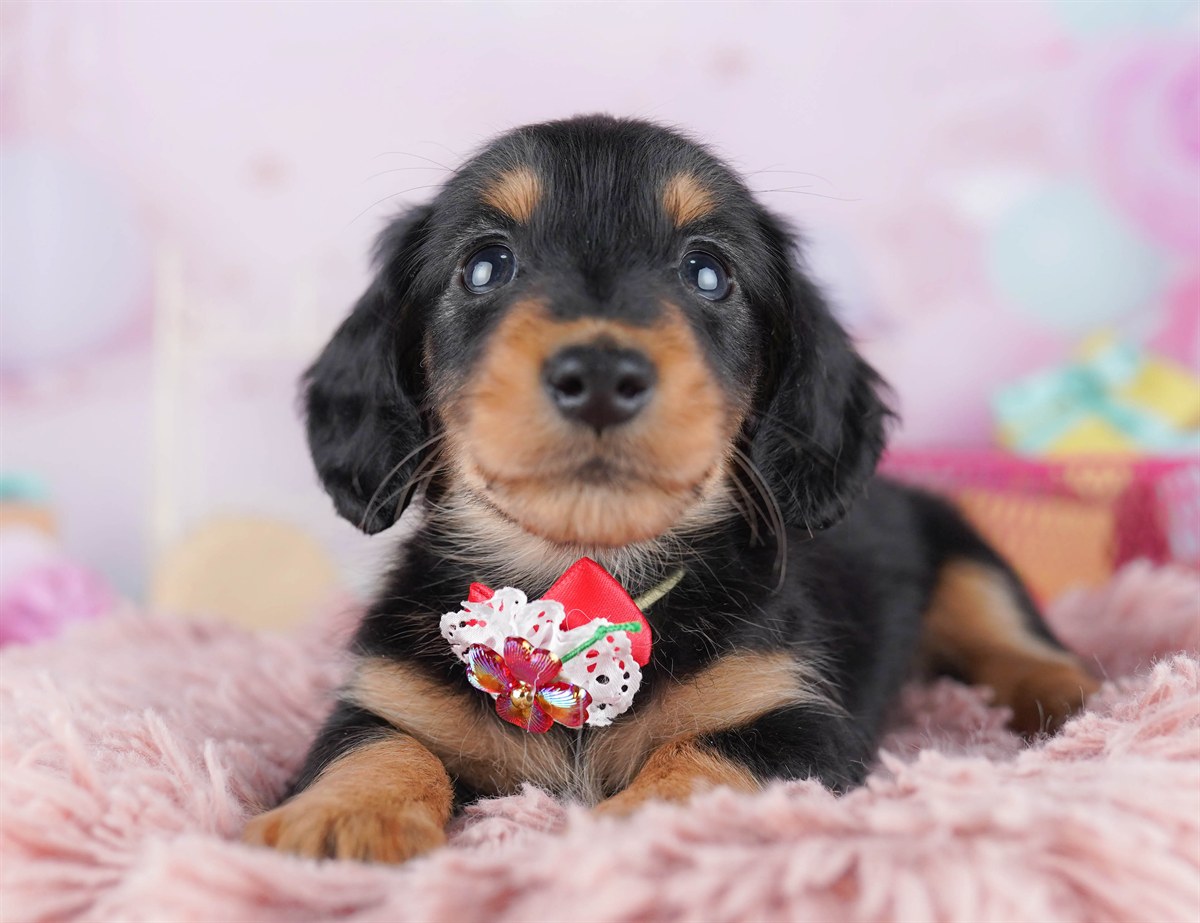 ミニチュア・ダックスフンド(ロング) | 男の子 | ブラック＆タン | 2026年2月15日（ID:dog-10007566）