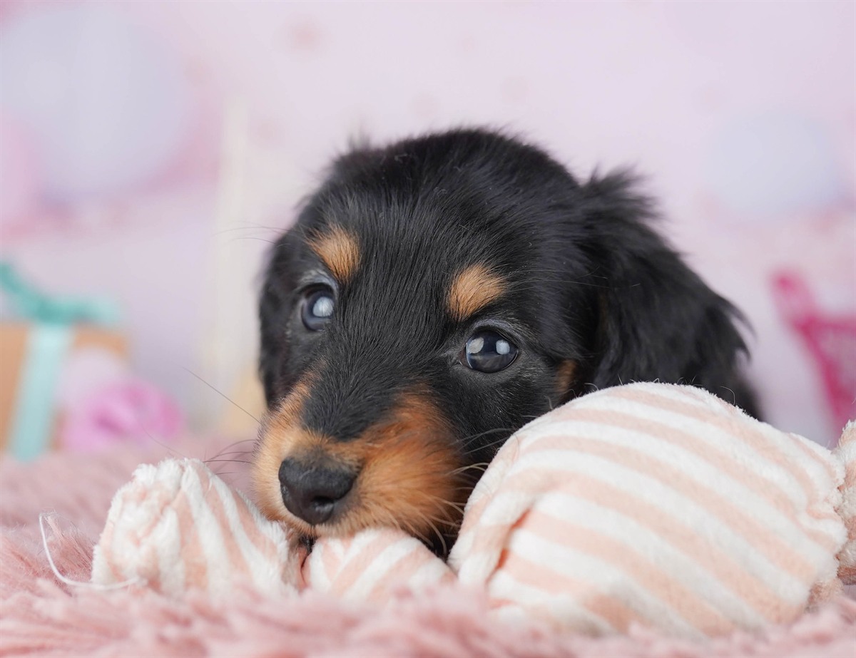 ミニチュア・ダックスフンド(ロング) | 男の子 | ブラック＆タン | 2026年2月15日（ID:dog-10007566）