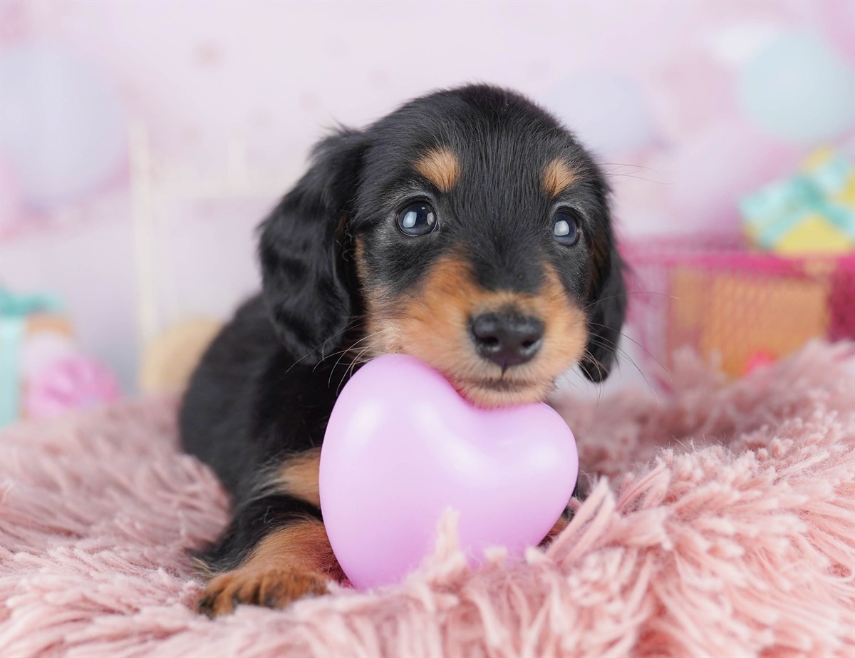 ミニチュア・ダックスフンド(ロング) | 男の子 | ブラック＆タン | 2026年2月15日（ID:dog-10007566）