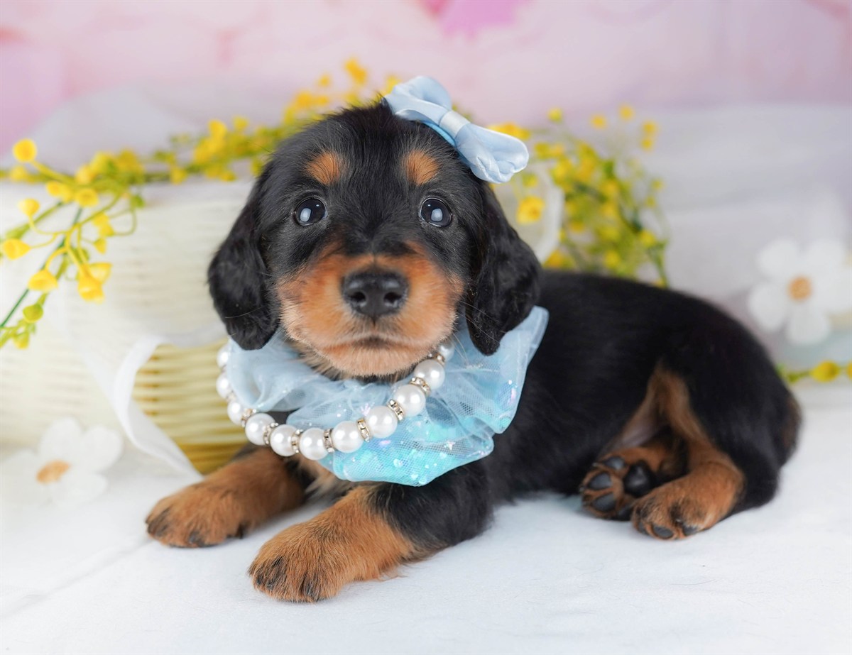 ミニチュア・ダックスフンド(ロング) | 男の子 | ブラック＆タン | 2026年2月15日（ID:dog-10007567）