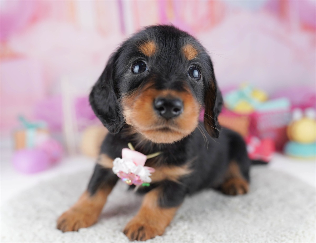 ミニチュア・ダックスフンド(ロング) | 男の子 | ブラック＆タン | 2026年2月15日（ID:dog-10007567）