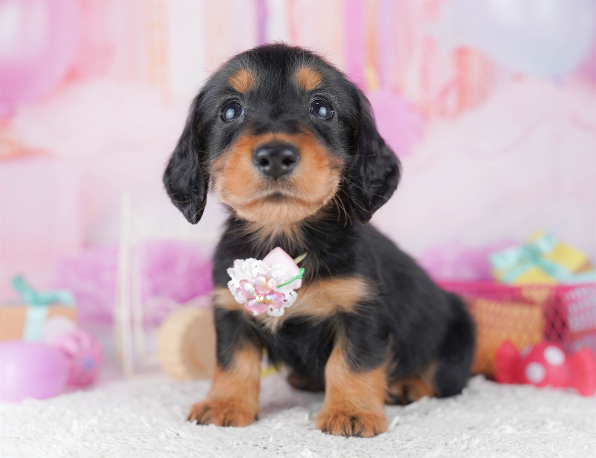 ミニチュア・ダックスフンド(ロング) | 男の子 | ブラック＆タン | 2026年2月15日（ID:dog-10007567）