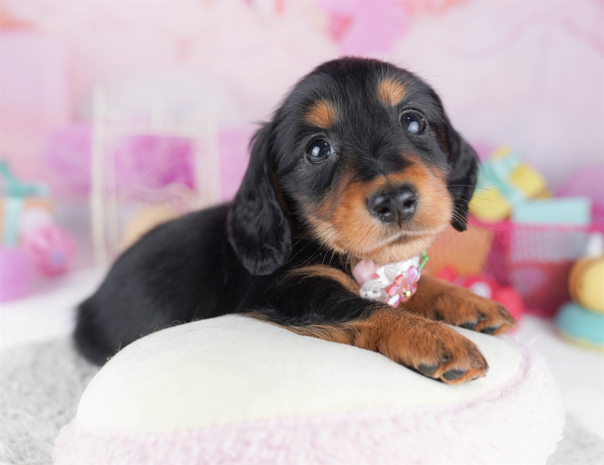 ミニチュア・ダックスフンド(ロング) | 男の子 | ブラック＆タン | 2026年2月15日（ID:dog-10007567）