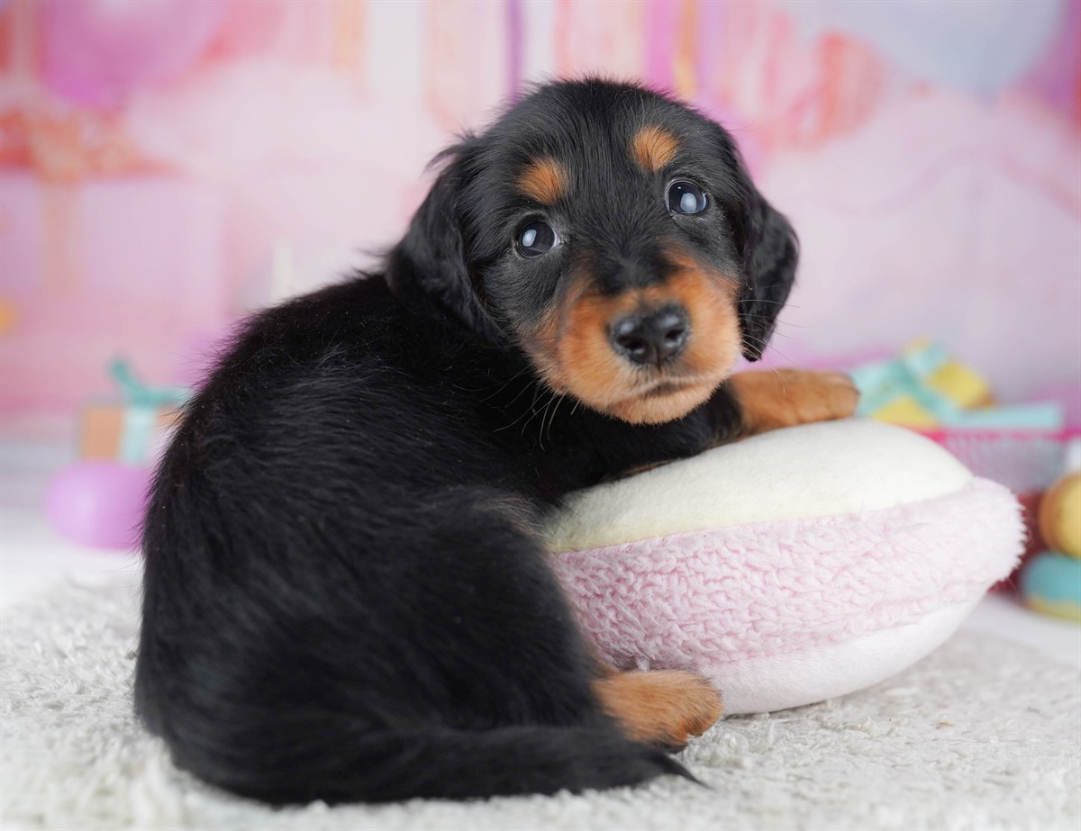 ミニチュア・ダックスフンド(ロング) | 男の子 | ブラック＆タン | 2026年2月15日（ID:dog-10007567）