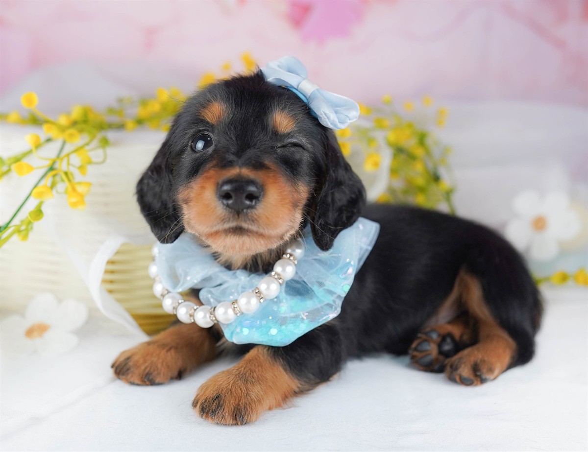 ミニチュア・ダックスフンド(ロング) | 男の子 | ブラック＆タン | 2026年2月15日（ID:dog-10007567）