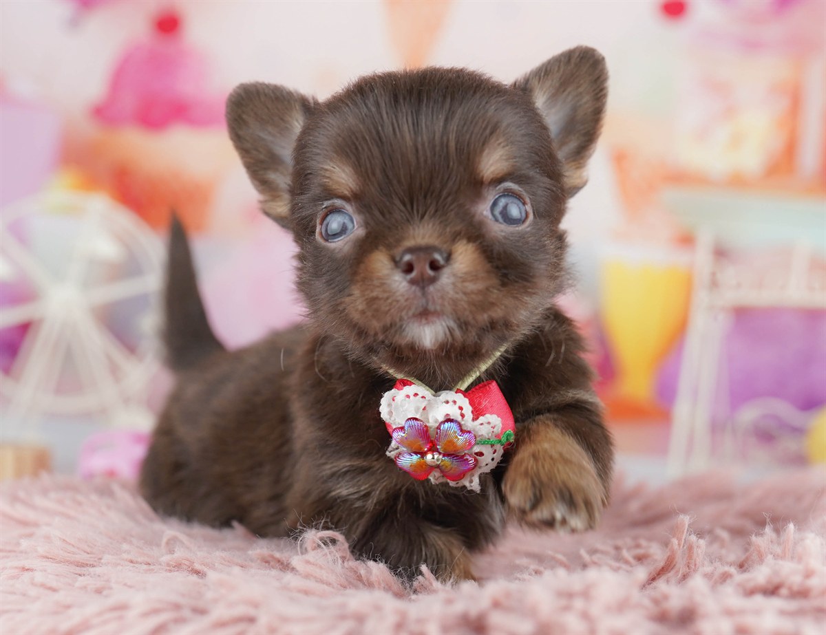 チワワ(ロング) | 男の子 | チョコレート＆タン | 2026年2月18日（ID:dog-10007568）