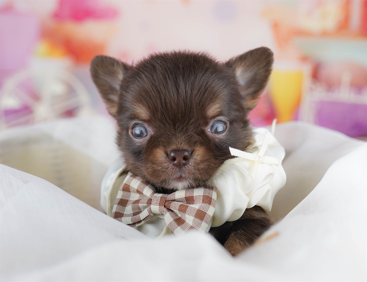 チワワ(ロング) | 男の子 | チョコレート＆タン | 2026年2月18日（ID:dog-10007568）