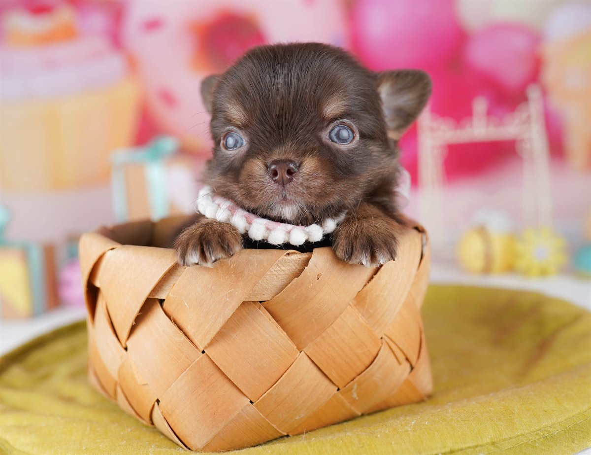 チワワ(ロング) | 男の子 | チョコレート＆タン | 2026年2月18日（ID:dog-10007568）