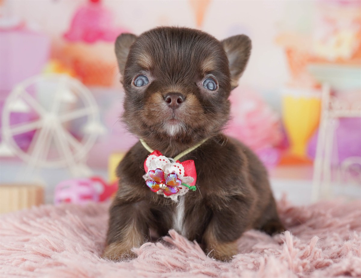 チワワ(ロング) | 男の子 | チョコレート＆タン | 2026年2月18日（ID:dog-10007568）