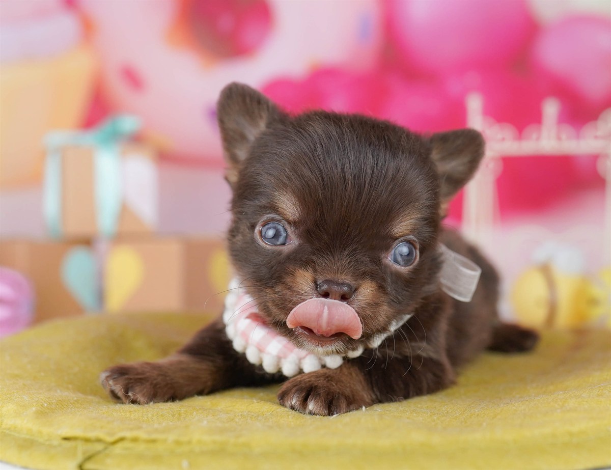 チワワ(ロング) | 男の子 | チョコレート＆タン | 2026年2月18日（ID:dog-10007568）