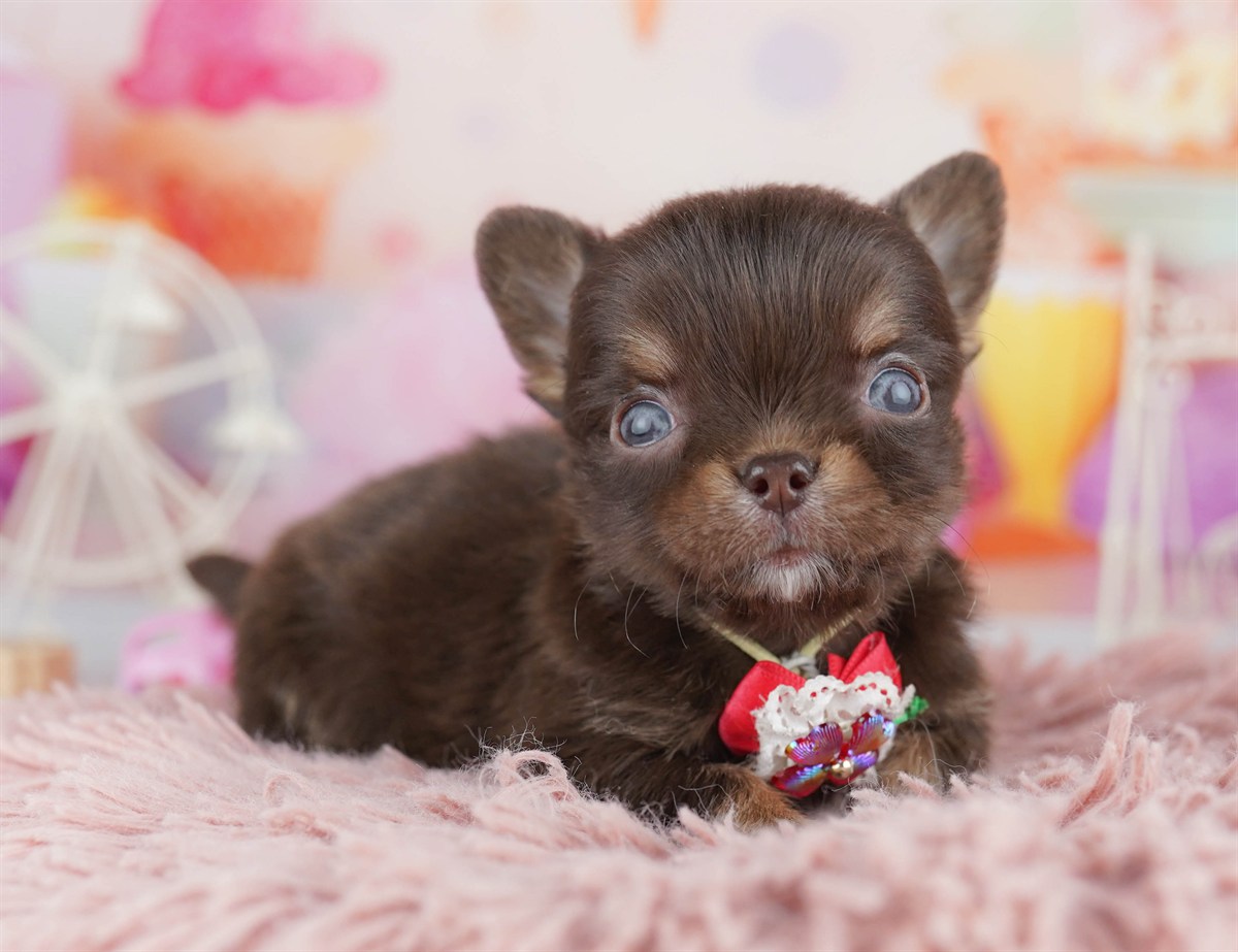 チワワ(ロング) | 男の子 | チョコレート＆タン | 2026年2月18日（ID:dog-10007568）