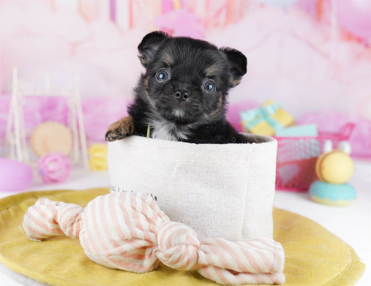 チワワ(ロング) | 女の子 | ブラック＆タン | 2026年2月18日（ID:dog-10007569）