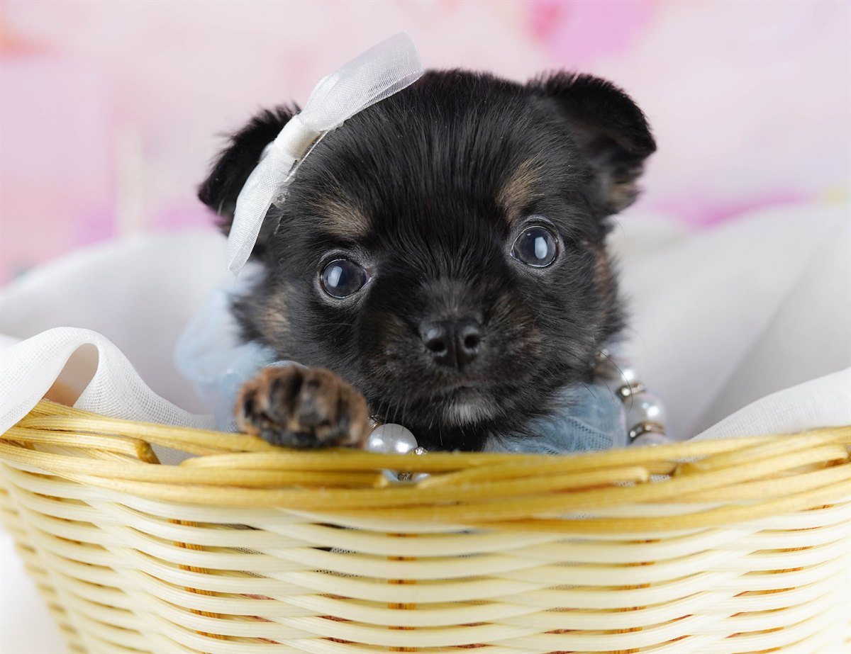 チワワ(ロング) | 女の子 | ブラック＆タン | 2026年2月18日（ID:dog-10007569）