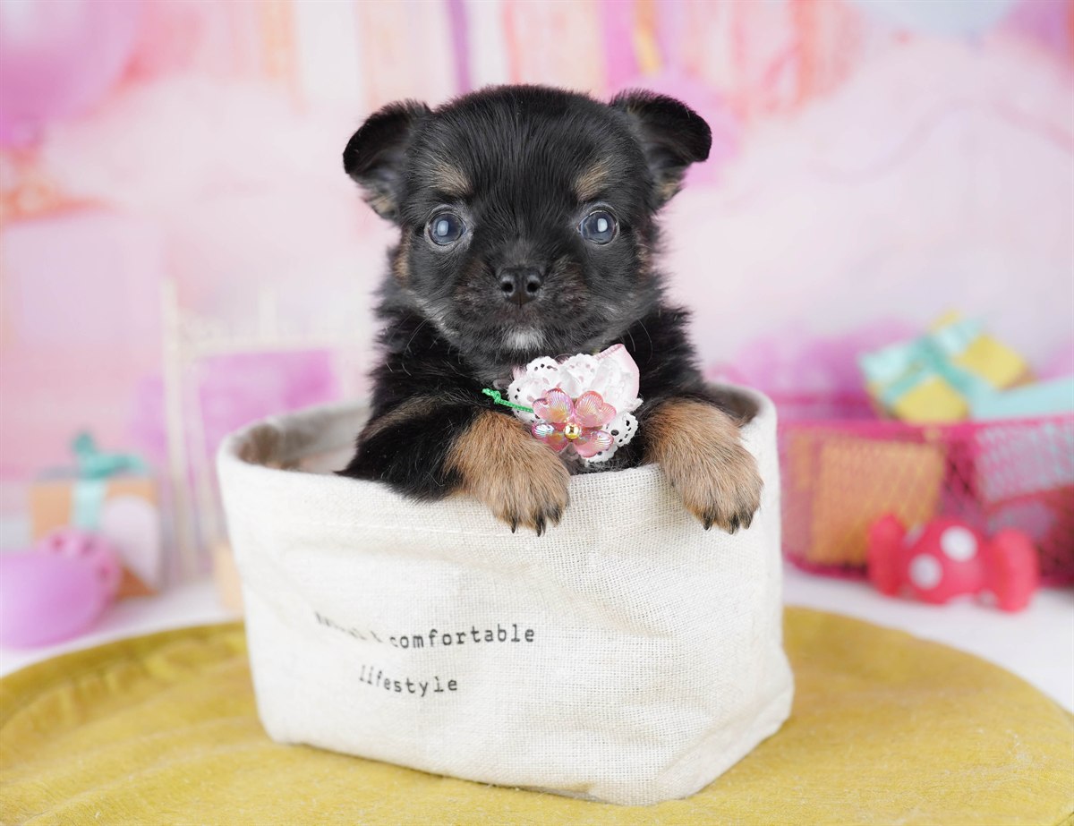 チワワ(ロング) | 女の子 | ブラック＆タン | 2026年2月18日（ID:dog-10007569）