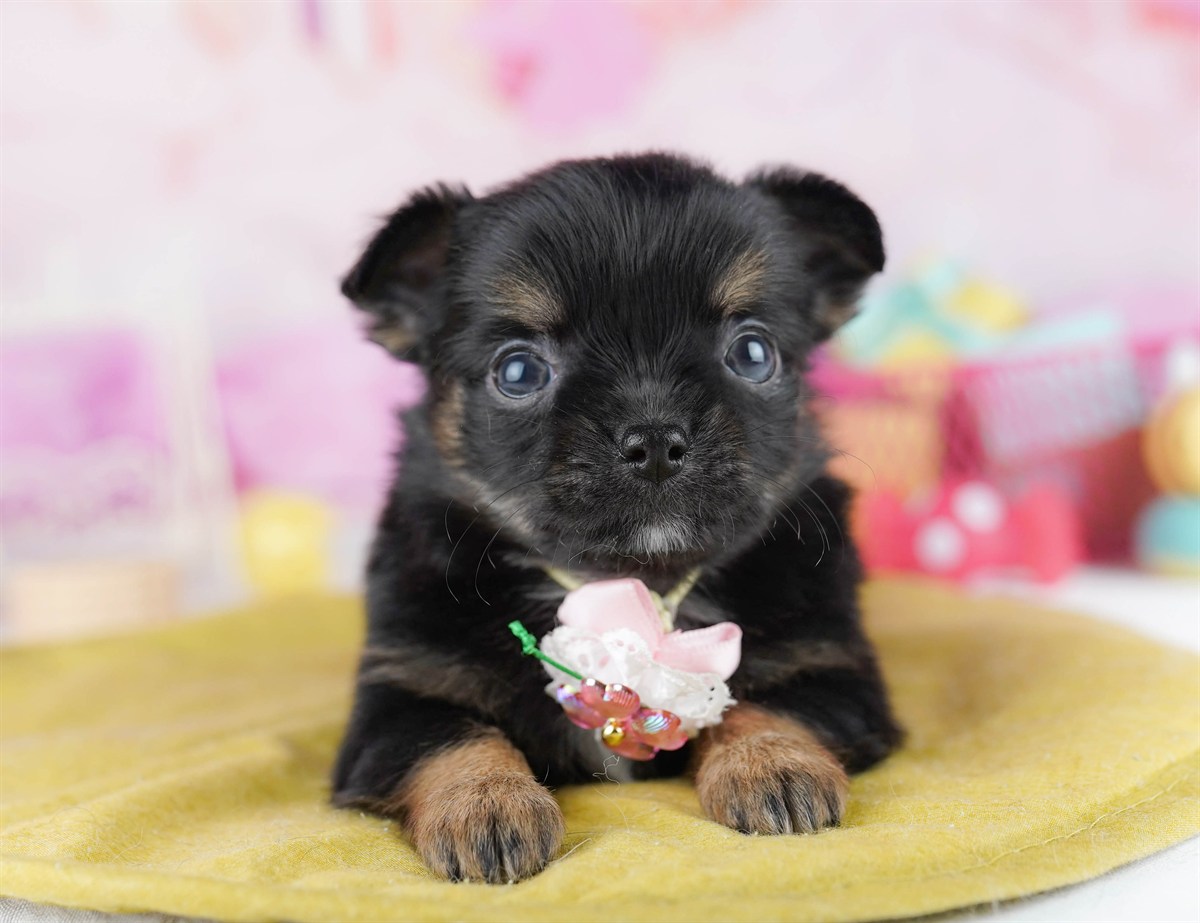 チワワ(ロング) | 女の子 | ブラック＆タン | 2026年2月18日（ID:dog-10007569）