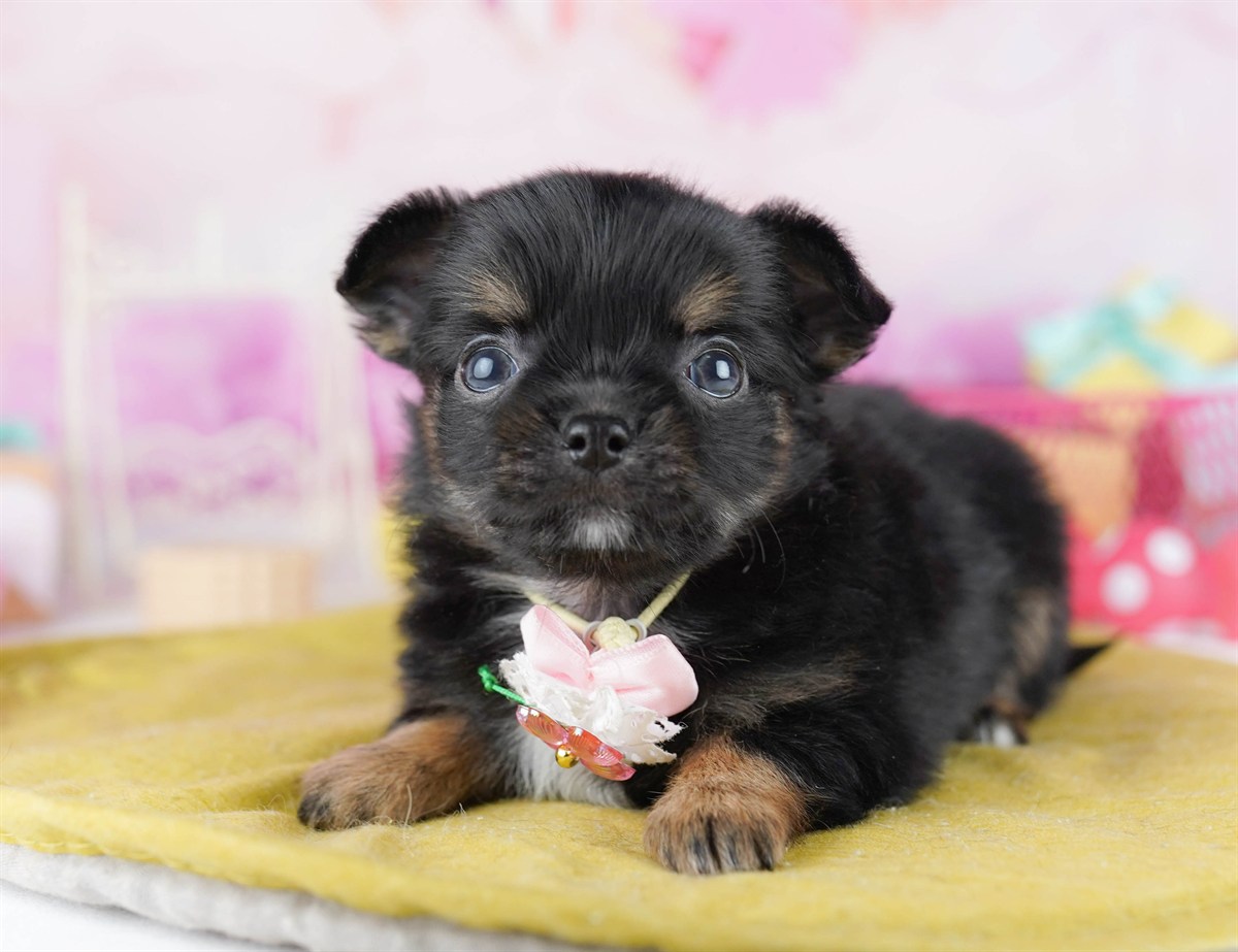 チワワ(ロング) | 女の子 | ブラック＆タン | 2026年2月18日（ID:dog-10007569）