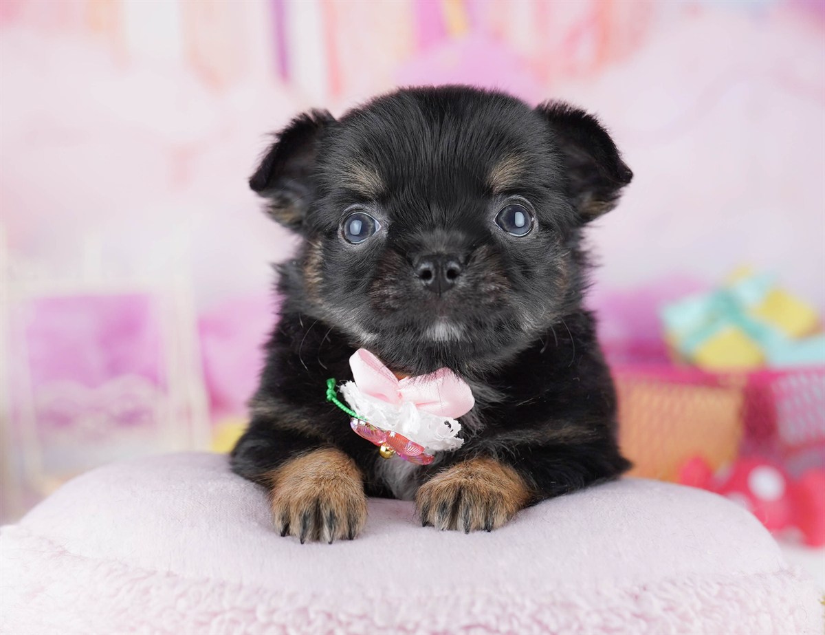 チワワ(ロング) | 女の子 | ブラック＆タン | 2026年2月18日（ID:dog-10007569）