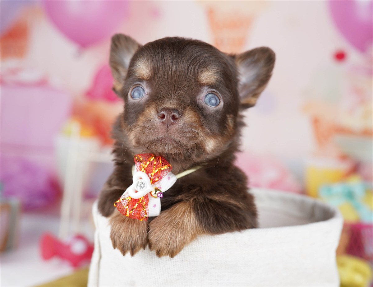 チワワ(ロング) | 男の子 | チョコレート＆タン | 2026年2月18日（ID:dog-10007571）