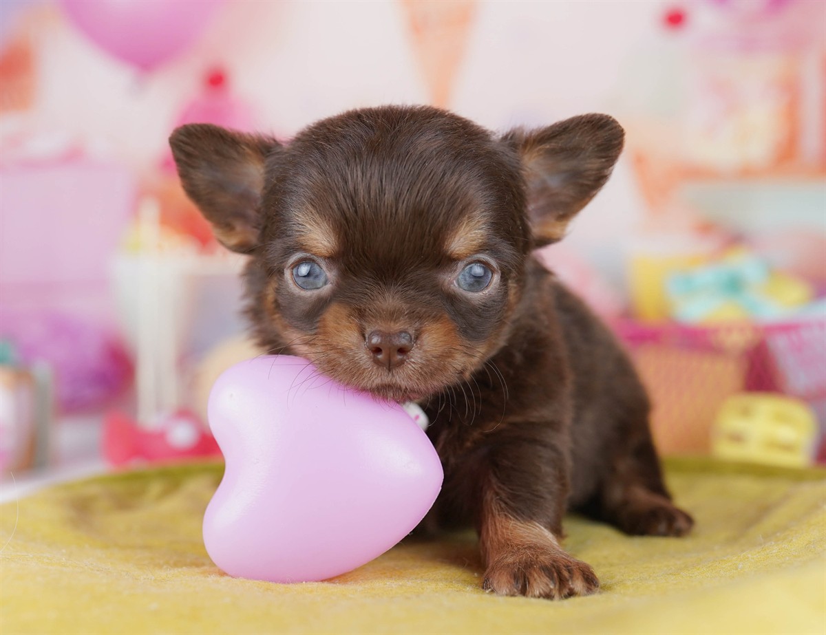 チワワ(ロング) | 男の子 | チョコレート＆タン | 2026年2月18日（ID:dog-10007571）