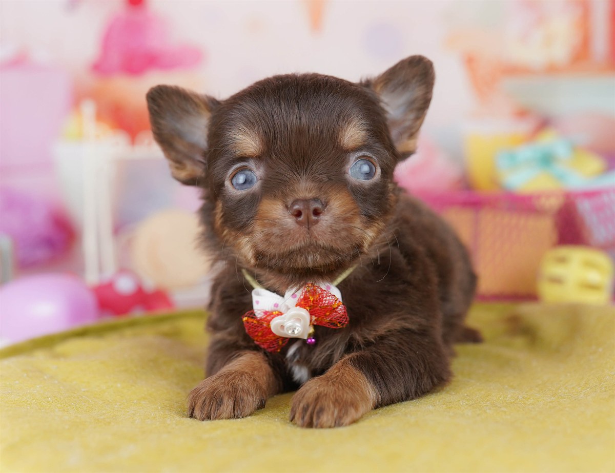 チワワ(ロング) | 男の子 | チョコレート＆タン | 2026年2月18日（ID:dog-10007571）