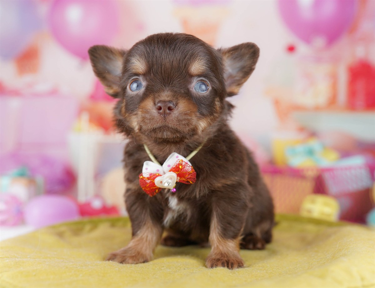 チワワ(ロング) | 男の子 | チョコレート＆タン | 2026年2月18日（ID:dog-10007571）