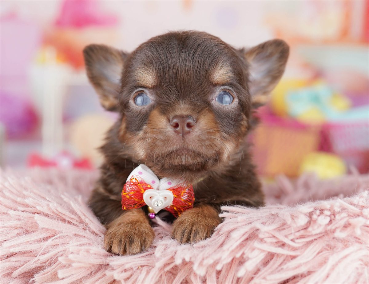 チワワ(ロング) | 男の子 | チョコレート＆タン | 2026年2月18日（ID:dog-10007571）