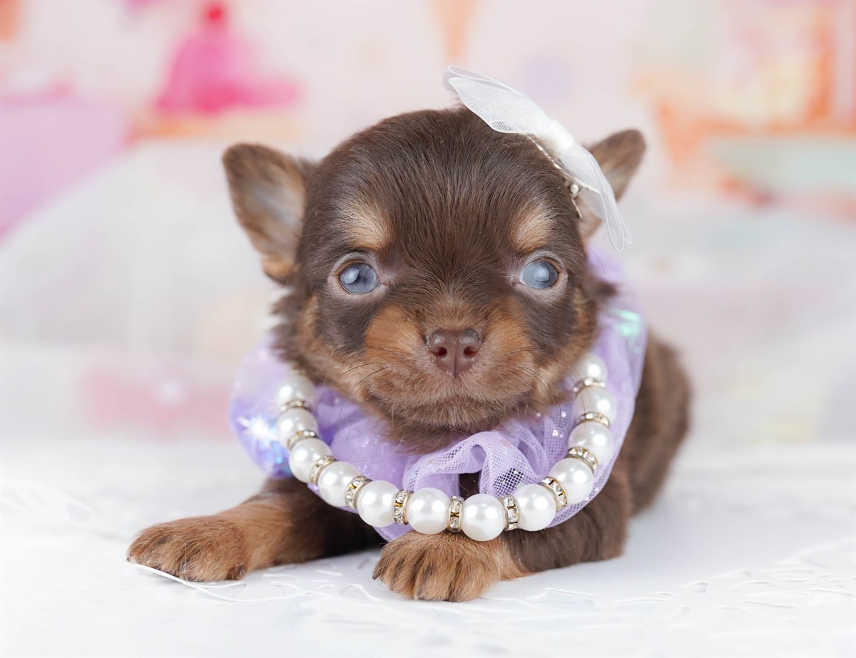 チワワ(ロング) | 男の子 | チョコレート＆タン | 2026年2月18日（ID:dog-10007571）