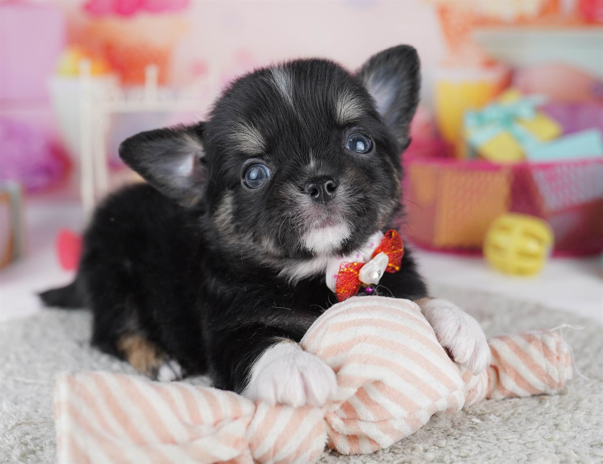 チワワ(ロング) | 男の子 | ブラックタン＆ホワイト | 2026年2月18日（ID:dog-10007572）