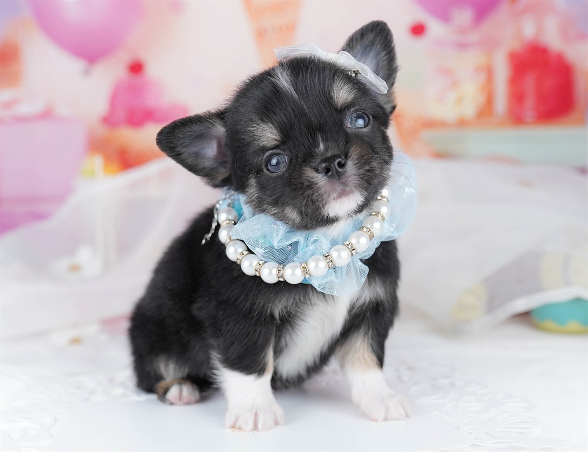 チワワ(ロング) | 男の子 | ブラックタン＆ホワイト | 2026年2月18日（ID:dog-10007572）