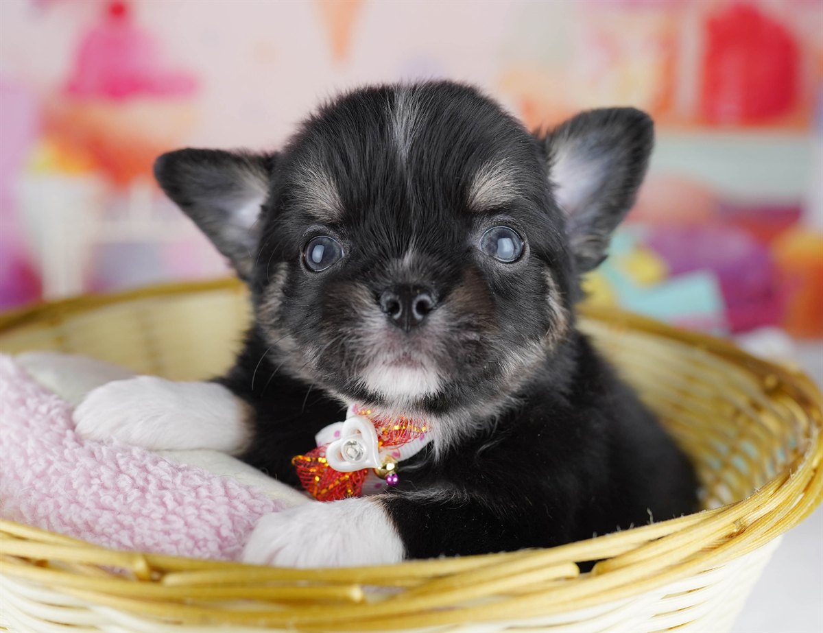 チワワ(ロング) | 男の子 | ブラックタン＆ホワイト | 2026年2月18日（ID:dog-10007572）