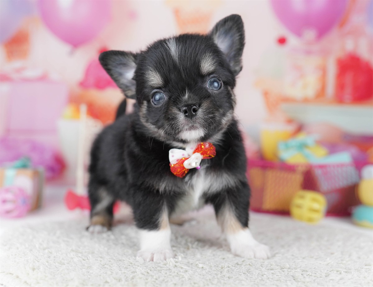 チワワ(ロング) | 男の子 | ブラックタン＆ホワイト | 2026年2月18日（ID:dog-10007572）