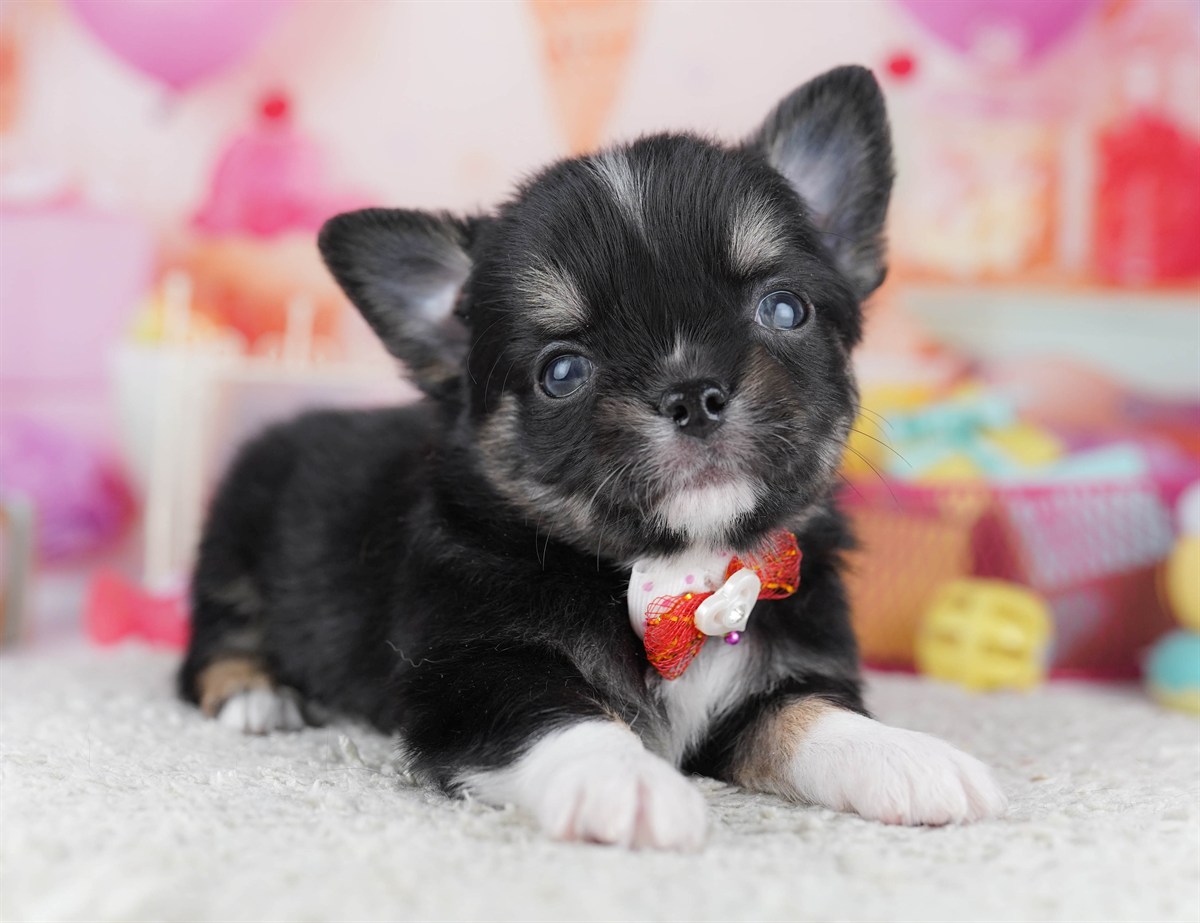 チワワ(ロング) | 男の子 | ブラックタン＆ホワイト | 2026年2月18日（ID:dog-10007572）