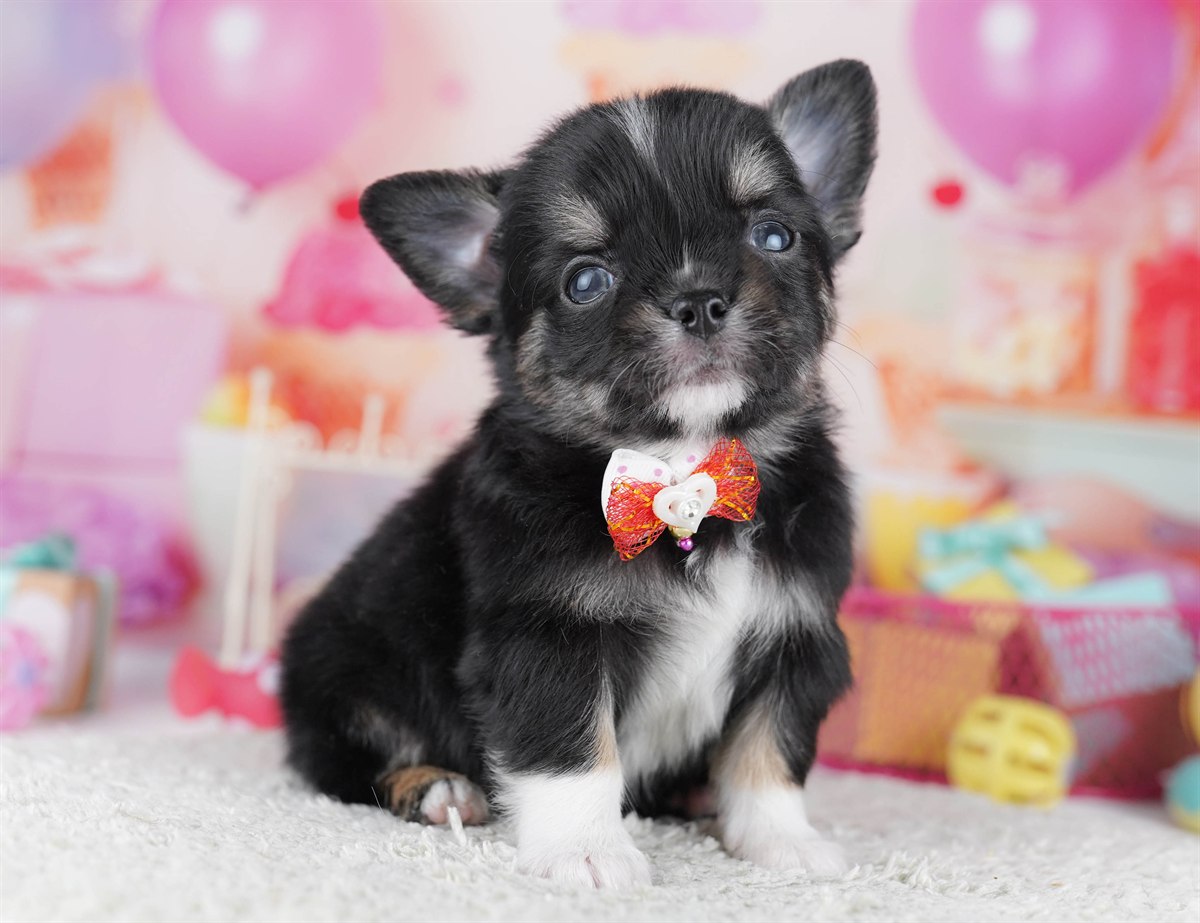 チワワ(ロング) | 男の子 | ブラックタン＆ホワイト | 2026年2月18日（ID:dog-10007572）