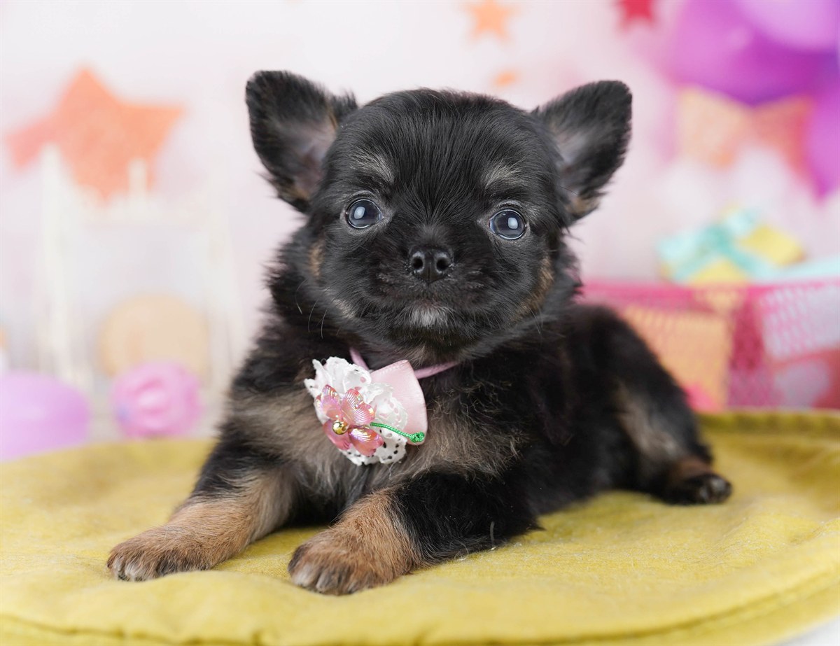 チワワ(ロング) | 女の子 | ブラック＆タン | 2026年2月18日（ID:dog-10007574）