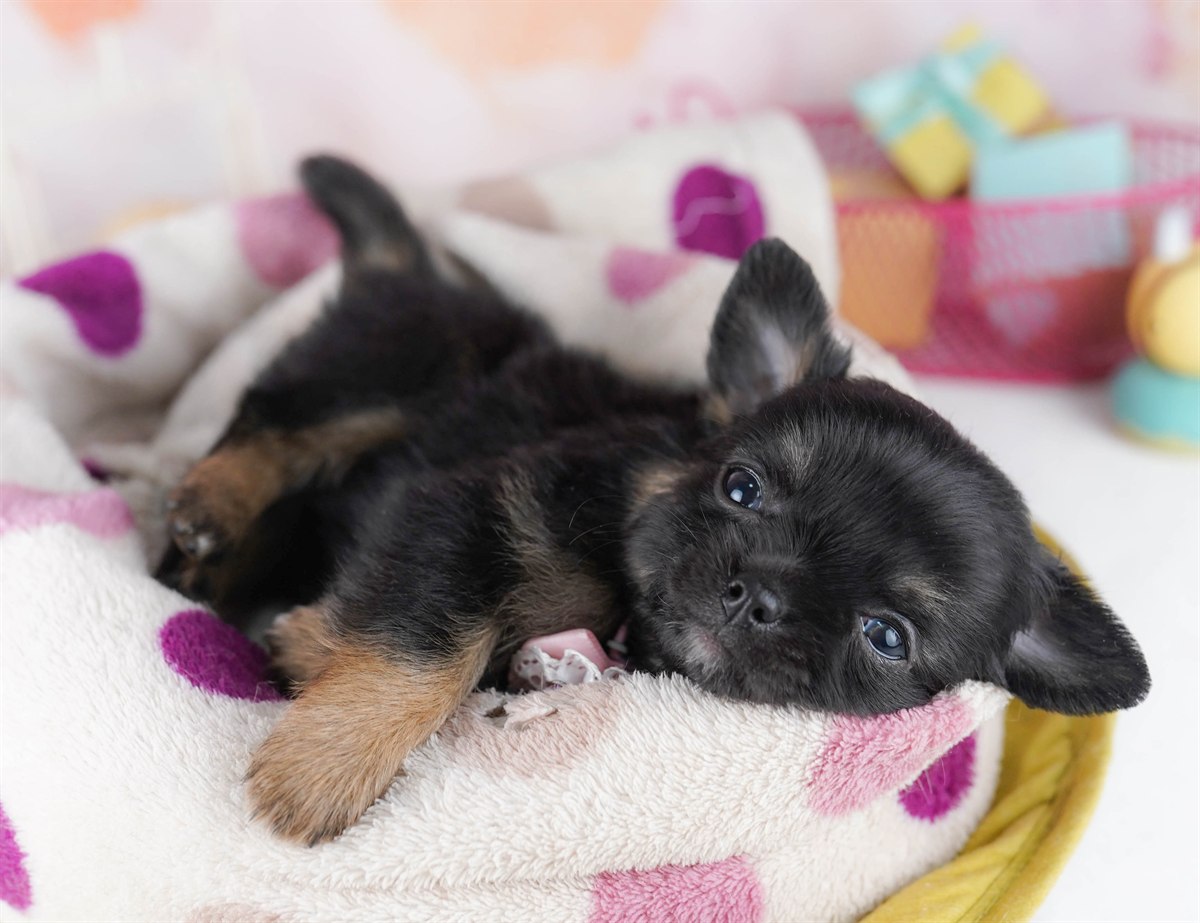 チワワ(ロング) | 女の子 | ブラック＆タン | 2026年2月18日（ID:dog-10007574）