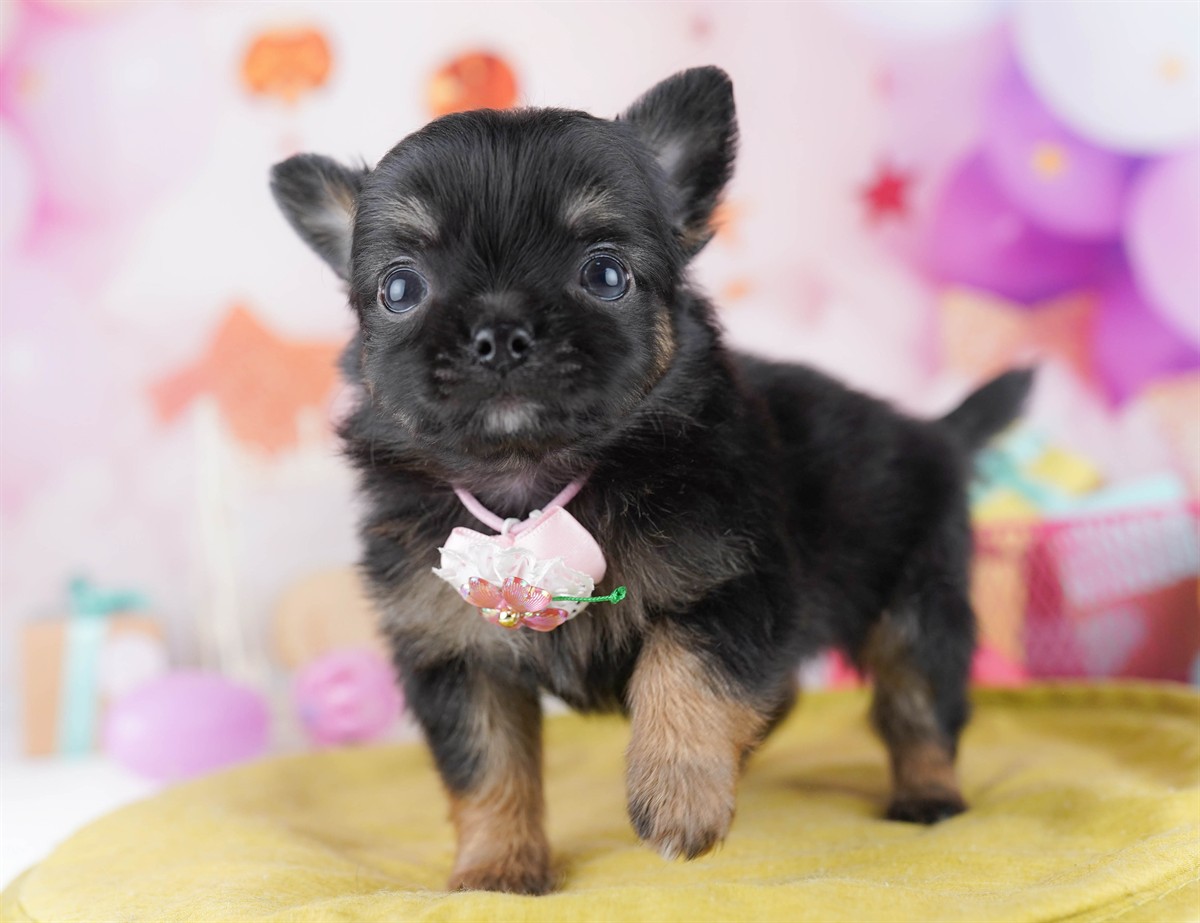チワワ(ロング) | 女の子 | ブラック＆タン | 2026年2月18日（ID:dog-10007574）
