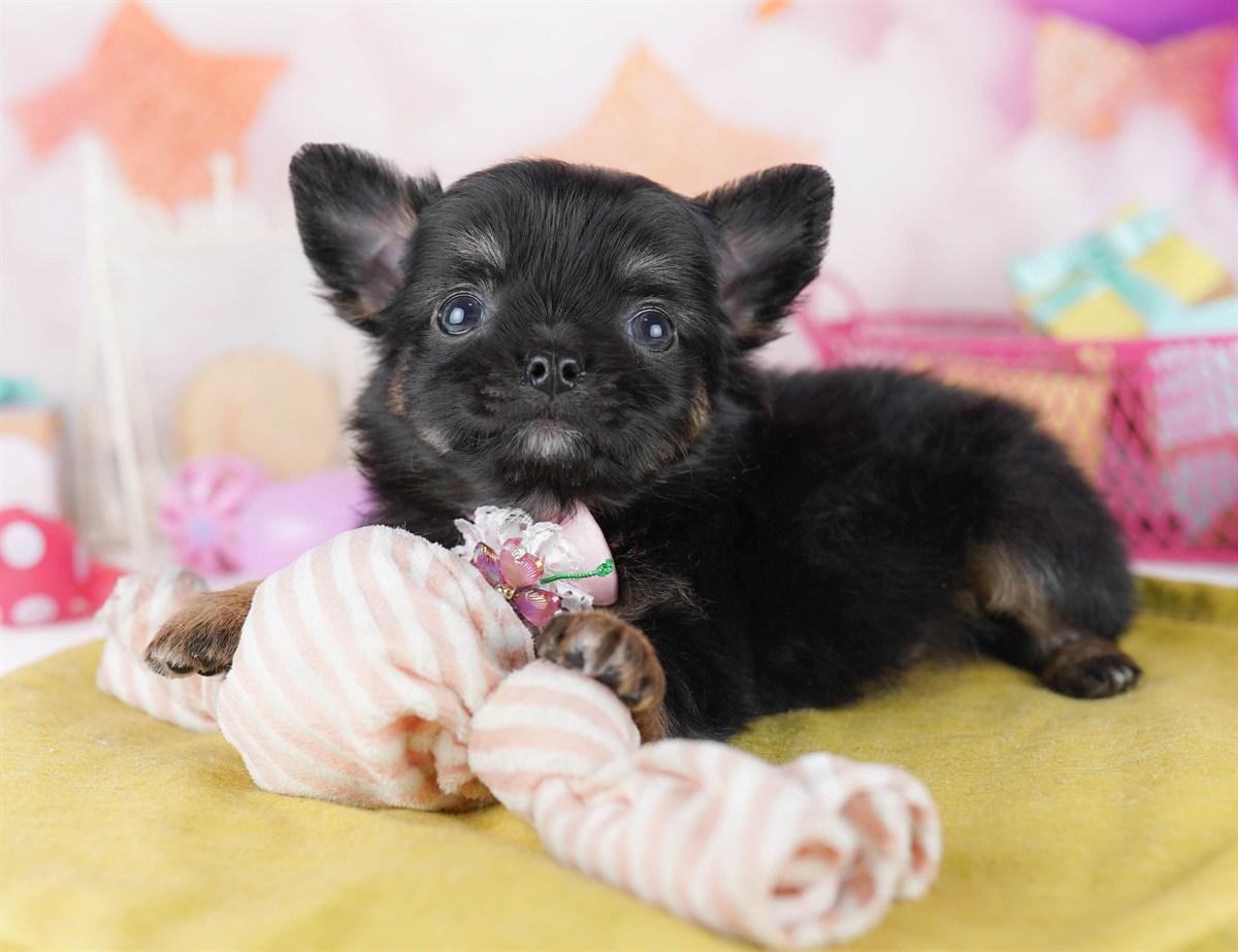 チワワ(ロング) | 女の子 | ブラック＆タン | 2026年2月18日（ID:dog-10007574）